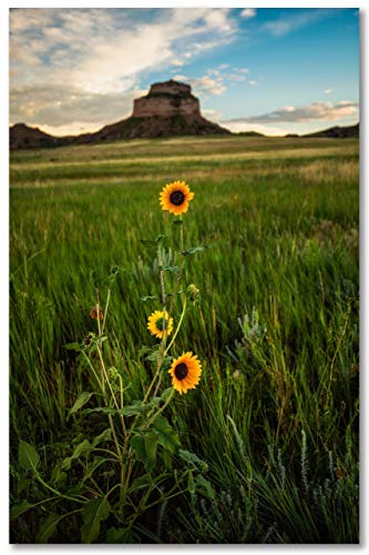 Снимка на Great plains, Принт (без рамка), Вертикално изображение на слънчогледи на фона на Скалите Лятна вечер в прерията Небраска,