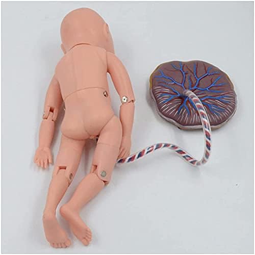 Модел за упражняване на пъпната Връв на Новороденото -Манекен за грижи за Новороденото Плод, Обучение модел на Сляпо - 1: 1 Модел