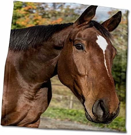 Снимка 3dRose Roni Chastain - Кафяви кърпи за езда (twl-269613-3)