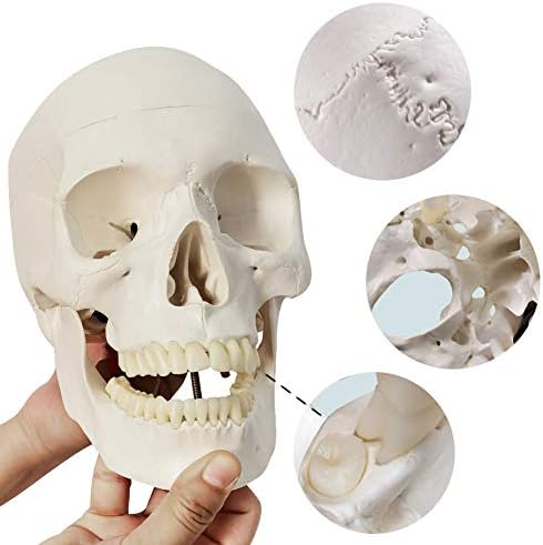 Evotech Разчленени Модел на човешкия Скелет за анатомията 67 пълен размер Модел на Скелета с Половини в размер на 15 бр., взривени